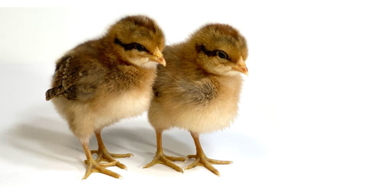 Bielefelder chicks